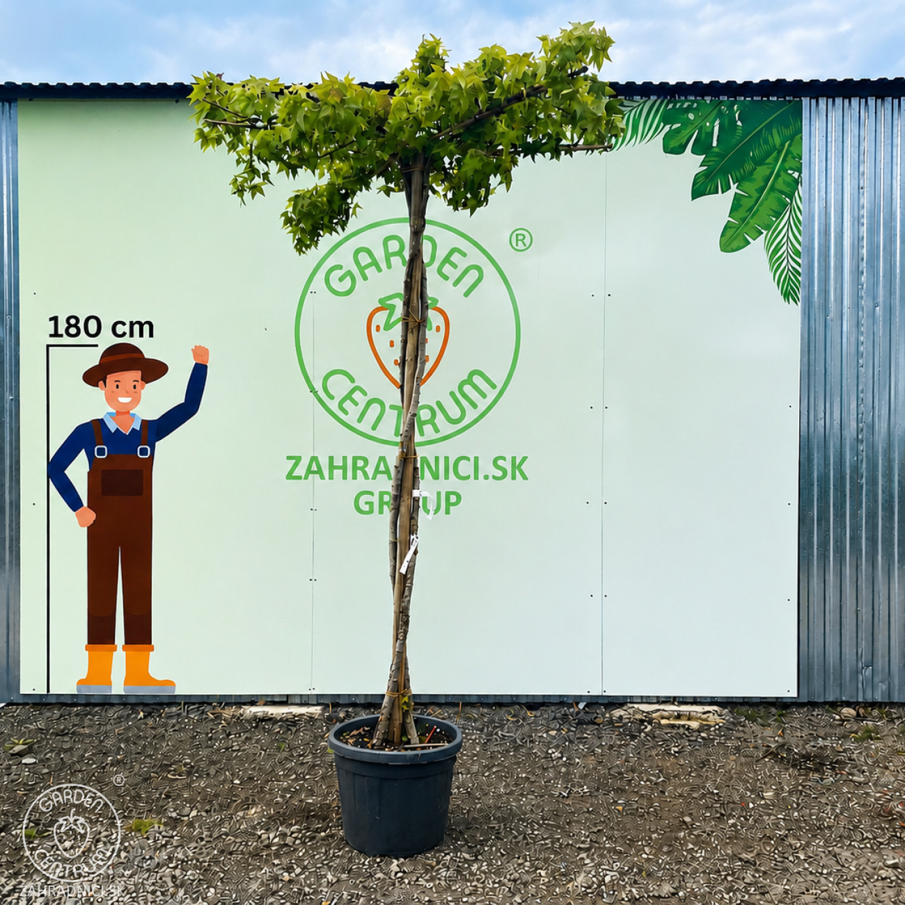 Obrázok Ambrovník styraxový (Liquidambar styraciflua) - výška 250-260 cm, kont. C45L - TVAROVANÁ STRECHA